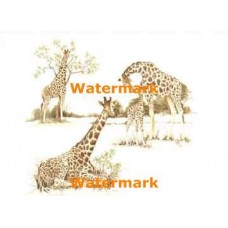 Giraffes  -  #XBAN449  -  PRINT