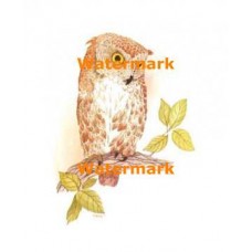Owl  - #XBAN468  -  PRINT