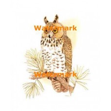 Owl  - XBAN469  -  PRINT