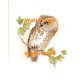 Owl  - XBAN470  -  PRINT