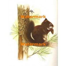 Squirrel & Pinecone  - #XBAN500  -  PRINT