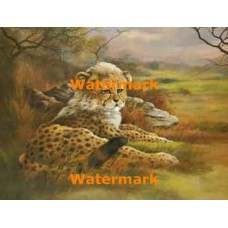 Leopard  - XBAN578  -  PRINT
