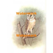 Owl On Branch  - XBAN633  -  PRINT