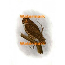 Owl On Branch  - #XBAN639  -  PRINT