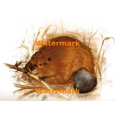 Beaver  - XBAN687  -  PRINT