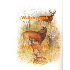 Deer Family  - XBAN774  -  PRINT