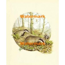 Badgers  - XBAN943  -  PRINT