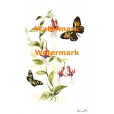 Delicate Butterflies  - XBBF2  -  PRINT