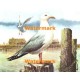 Seagull At Rest  - #XBBI-131  -  PRINT