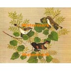 Birds  - XBBI-235  -  PRINT