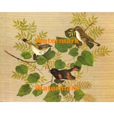 Birds  - XBBI-235  -  PRINT