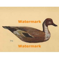 Pintail Duck Decoy  - XBBI-270  -  PRINT