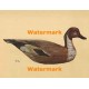 Pintail Duck Decoy  - XBBI-270  -  PRINT
