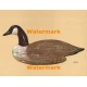 Duck Decoy  - XBBI-271  -  PRINT