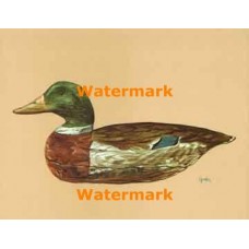 Duck Decoy  - XBBI-272  -  PRINT