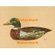 Duck Decoy  - XBBI-272  -  PRINT