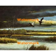 A Pair of Blacks - "Black Ducks"  - XBBI-283  -  PRINT