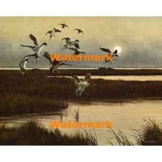 Arriving - "Pintails"  - XBBI-286  -  PRINT