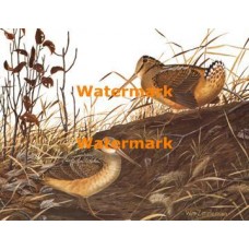 Woodcock  - XBBI-32  -  PRINT