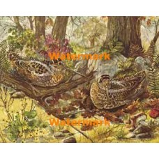 Nesting  - XBBI-326  -  PRINT