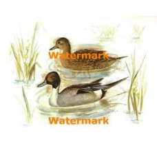 Ducks  - XBBI-336  -  PRINT