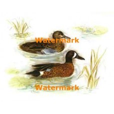 Ducks  - XBBI-337  -  PRINT