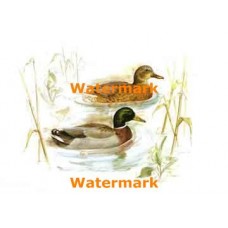 Ducks  - XBBI-338  -  PRINT