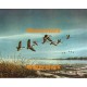 Across The Shore - "Canada Geese"  - XBBI-367  -  PRINT