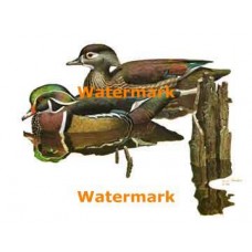 Wood Ducks  - XBBI-433  -  PRINT