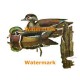 Wood Ducks  - XBBI-433  -  PRINT