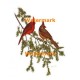 Cardinals on Pine Tree  - XBBI-502  -  PRINT