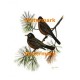 Birds on Pine Tree  - XBBI-503  -  PRINT