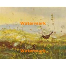 Birds in Field  - XBBI-554  -  PRINT