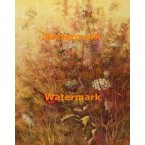 Cardinal in Field  - XBBI-579  -  PRINT