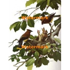 Birds  - XBBI-619  -  PRINT
