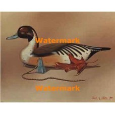 Pintail Duck Decoy  - XBBI-750  -  PRINT