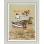Mallards  - XBBI-868  -  PRINT