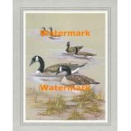 Canadian Geese  - XBBI-869  -  PRINT