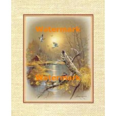 Wood Duck Pond Cabin  - #XBBI-923  -  PRINT