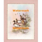 Mallards  - XBBI-990  -  PRINT