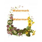 Floral Border  - #XBDE200  -  PRINT