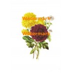 Flowers  - #XBFL413  -  PRINT