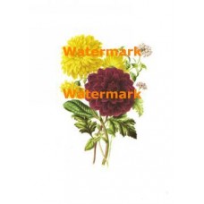 Flowers  - XBFL413  -  PRINT