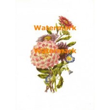 Flowers  - XBFL414  -  PRINT
