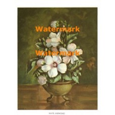 White Anemones  - #XBFL54  -  PRINT