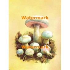 Mushrooms  - XBFR132  -  PRINT