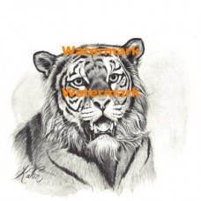 Tiger  - #XRA147  -  PRINT