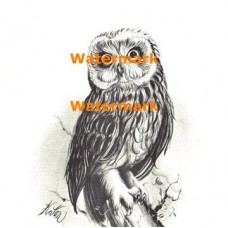 Owl  - #XRA149  -  PRINT