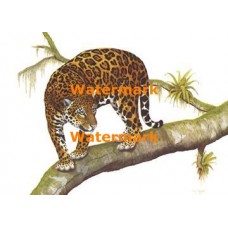 Leopard  - XRA672  -  PRINT
