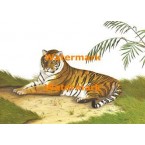 Resting Tiger  - #XRA673  -  PRINT